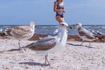 Three seagulls close up on the seashore