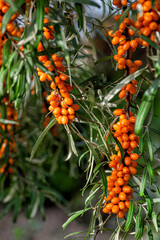 Buckthorn berries on the branch of sea-buckthorn tree. Photo closeup. Selective focus. Vertical crop.