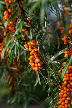 Buckthorn berries on the branch of sea-buckthorn tree. Photo closeup. Selective focus. Vertical crop.