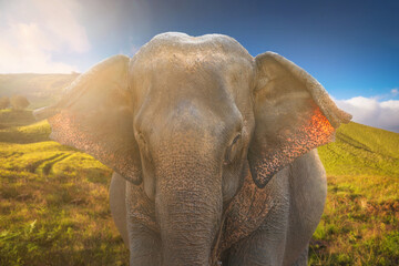 Fototapete bei efototapeten.de bestellen   