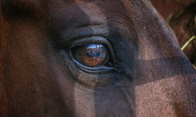 Closeup face of horse centered on eye