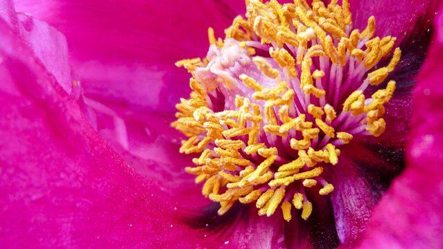 322 Best 冬牡丹 Images Stock Photos Vectors Adobe Stock