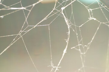 Abstract grey background with pieces of an old cobweb for helloween wallpaper