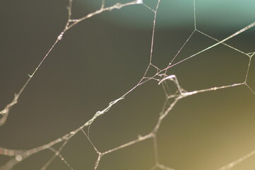 Abstract grey background with pieces of an old cobweb for helloween wallpaper