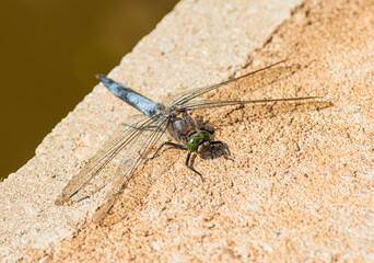 white-tailed skimmer (Orthetrum albistylum) dragonfly sitting on concrete