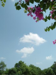 flowers and sky
