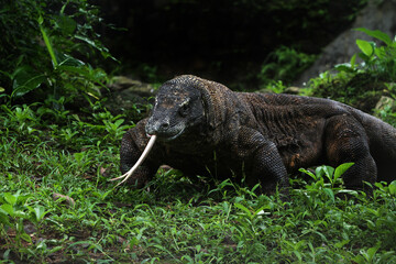 komodo dragon on a rock