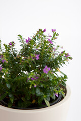 small flowers in flower pot
