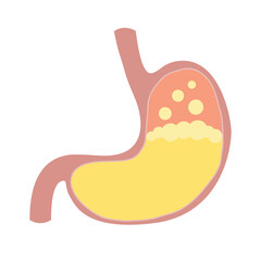 stomach with acid and gas inside vector