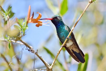 Iridescent Jacamar bird resting on branch looking forward