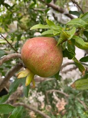 Pomegranate on tree
