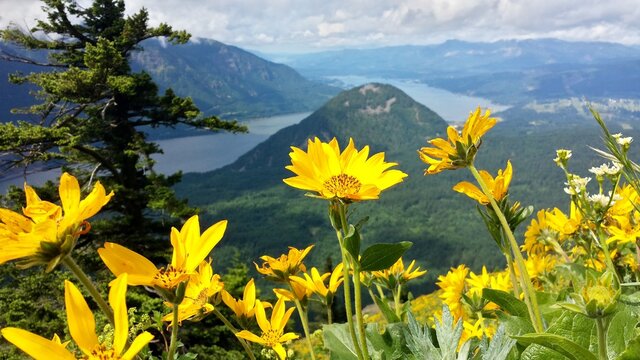 Beautiful yellow wildflowers from the top of Dog Mountain overlooking the Columbia River, Washington