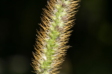 Obraz premium Spike of green foxtail close-up. Setaria viridis, green bristlegrass, and wild foxtail millet