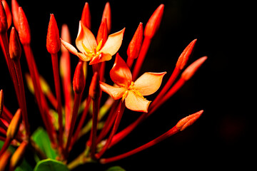 The stamens are tiny but full of pollen.