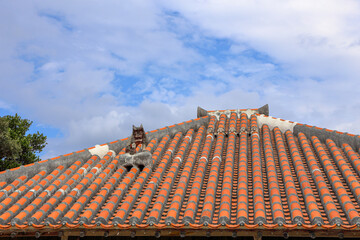 竹富島のシーサー