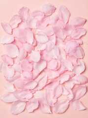 Pink rose petals on a pink background
