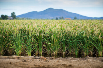Green rice plants growing in the water, flooded rice field in summer with hills in the background....