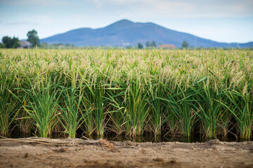 Green rice plants growing in the water, flooded rice field in summer with hills in the background. Tuscany, Italy.