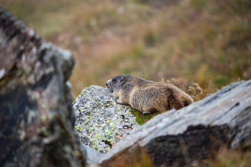 Beautiful marmots in an alpine landscape