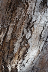 Rough textured tree bark with zigzag design. 