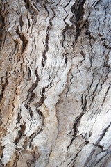 Rough textured tree bark with zigzag design. 
