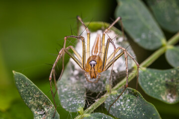 lynx spider in nature