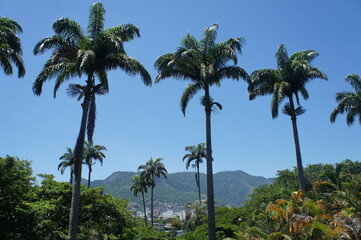 Fototapeta na wymiar Tropical vegetation and palm trees landscape.