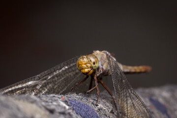 beautiful dragonfly perching in the branch