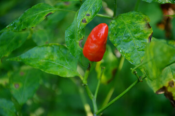 the red ripe chilly with leaves and plant in the garden.