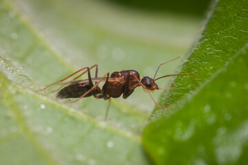 shot of ant in nature