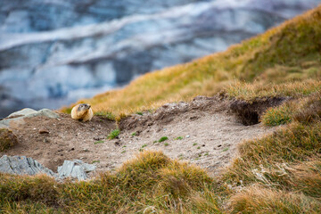 Beautiful marmots in an alpine landscape
