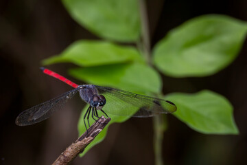 beautiful dragonfly perching in the branch