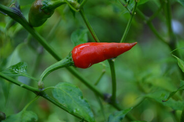 the red ripe chilly with leaves and plant in the garden.