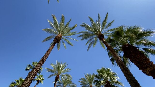 Camera looks up as it moves past rows a palm trees