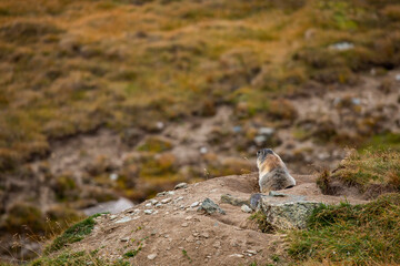 Beautiful marmots in an alpine landscape