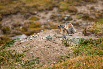 Beautiful marmots in an alpine landscape