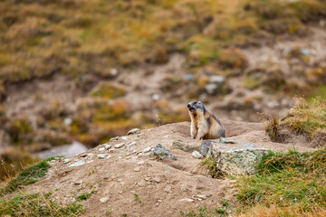 Beautiful marmots in an alpine landscape