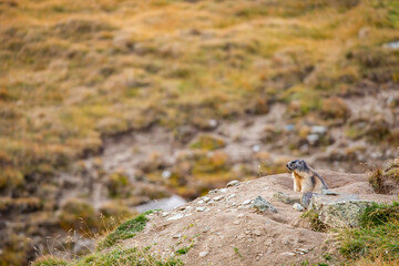 Beautiful marmots in an alpine landscape