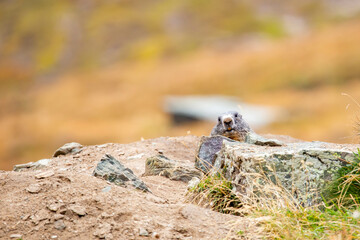 Beautiful marmots in an alpine landscape