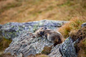 Beautiful marmots in an alpine landscape