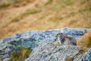 Beautiful marmots in an alpine landscape