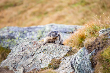 Beautiful marmots in an alpine landscape