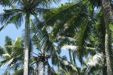 Palm trees in tropical setting. 