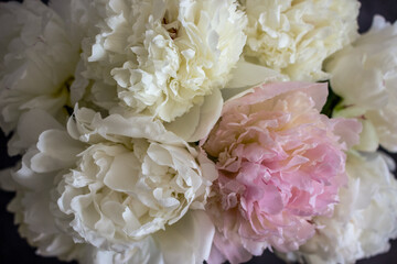 pink and white peonies background