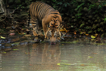 Fototapeta na wymiar sumatran tiger in water