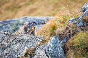 Beautiful marmots in an alpine landscape
