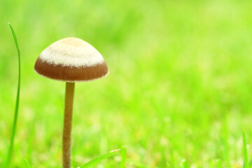mushroom on green grass