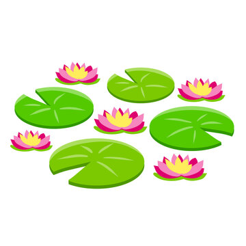 Water lily or lotus. Plant on lake and pond. Big green leaf. Element of nature, forest and wild life. Swamp Pink flowers. Flat cartoon. Nenuphars.