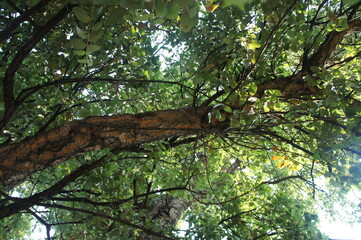 Lush vegetation in green forest.