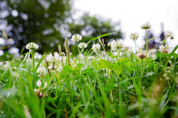 Green grass and clover flowers